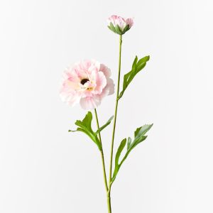 Ranunculus Spray Light Pink 60cml #FI10403LP - Each (Upkgd.) Ranunculus Spray is a graceful and realistic portrayal of this beloved flower in various stages of bloom. This artificial spray in Light Pink showcases both a fully bloomed Ranunculus flower and a delicate bud, crafted to capture the natural beauty and detail of each stage.