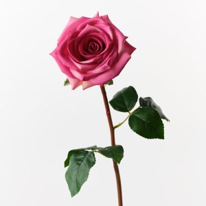 Fresh Touch Rose Olivia Fuschia The Olivia Rose offers a fresh, lifelike touch with its high-quality petals and elegant design. Perfect for wedding styling, events, and a variety of other arrangements, it adds a timeless, romantic flair to any occasion. Its quality ensures it looks stunning and realistic in every setting.
