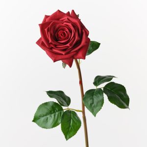 Fresh Touch Rose Olivia Red 72cml  The Olivia Rose offers a fresh, lifelike touch with its high-quality petals and elegant design. Perfect for wedding styling, events, and a variety of other arrangements, it adds a timeless, romantic flair to any occasion. Its quality ensures it looks stunning and realistic in every setting.