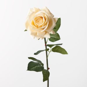 Fresh Touch Rose Hannah Butter 75cm Bring colour into your space with Australia's most realistic artificial flowers. Easily maintained this gorgeous artificial Rose Hannah flower stem will bring lasting beauty into your home. Create a one-of-a-kind arrangement mixing with other stems or place in a decorative vase on its own. Made from the finest of materials this faux Rose Hannah in butter looks amazingly real. For longer lasting faux flower stems, keep out of direct sunlight.  This artificial Rose Hannah is in our ‘Fresh Touch’ range which means the flower petals and heads have a realistic soft "feel", almost natural.