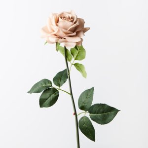 Fresh Touch Rose Hannah Latte 75cml Bring colour into your space with Australia's most realistic artificial flowers. Easily maintained this gorgeous artificial Rose Hannah flower stem will bring lasting beauty into your home. Create a one of a kind arrangement mixing with other stems or place in a decorative vase on its own. Made from the finest of materials this faux Rose Hannah in Latte looks amazingly real. For longer lasting faux flower stems, keep out of direct sunlight.  This artificial Rose Hannah is in our ‘Fresh Touch’ range which means the flower petals and heads have a realistic soft "feel", almost natural.