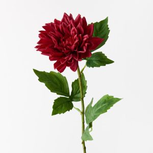 Dahlia Dark Red 54cml  Bring the garden indoors with this striking artificial dahlia, unbelievably realistic it will feel like you have just been to the market and picked a fresh bunch. Style this dahlia effortlessly in a beautiful bunch on their own or create an arrangement from Floral Interiors huge variety of artificial flowers for impact. Being artificial, this dahlia is easy to care for and simple to style in your interior space. Keep out of direct sunlight for long lasting beauty.  This artificial dahlia is in our ‘Fresh Touch’ range which means the flower petals and heads have a realistic soft "feel", almost natural.