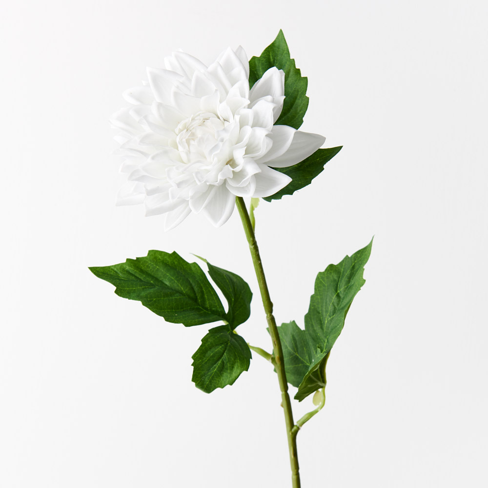 Dahlia Winter White 54cml Bring the garden indoors with this striking artificial dahlia, unbelievably realistic it will feel like you have just been to the market and picked a fresh bunch. Style this dahlia effortlessly in a beautiful bunch on their own or create an arrangement from Floral Interiors huge variety of artificial flowers for impact. Being artificial, this dahlia is easy to care for and simple to style in your interior space. Keep out of direct sunlight for long lasting beauty. This artificial dahlia is in our ‘Fresh Touch’ range which means the flower petals and heads have a realistic soft "feel", almost natural.