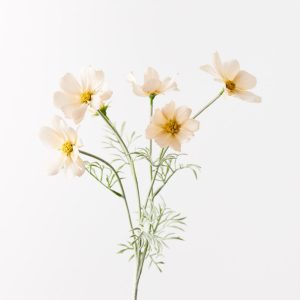 Cosmos Spray Champagne 62cml  Brighten up your interior space with this spring-blooming faux Cosmos in champagne. Unbelievably realistic with their fresh touch you wouldn’t even think they’re faux! Style this artificial stem simply in a beautiful bunch on their own or create an arrangement from Floral Interiors huge variety of artificial flowers for impact. With minimal maintenance this faux stem can offer lasting beauty, keep out of direct sunlight.