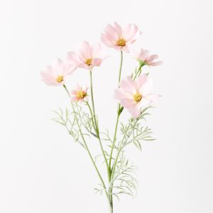 Cosmos Spray Light Pink 62cml  Brighten up your interior space with this spring-blooming faux Cosmos in orange. Unbelievably realistic with their fresh touch you wouldn’t even think they’re faux! Style this artificial stem simply in a beautiful bunch on their own or create an arrangement from Floral Interiors huge variety of artificial flowers for impact. With minimal maintenance this faux stem can offer lasting beauty, keep out of direct sunlight.