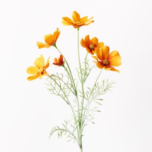 Cosmos Spray Orange 62cml  Brighten up your interior space with this spring-blooming faux Cosmos in orange. Unbelievably realistic with their fresh touch you wouldn’t even think they’re faux! Style this artificial stem simply in a beautiful bunch on their own or create an arrangement from Floral Interiors huge variety of artificial flowers for impact. With minimal maintenance this faux stem can offer lasting beauty, keep out of direct sunlight.