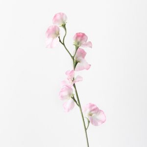 Sweet Pea Spray Pink White 64cml Bring a dash of colour to your interior space with this gorgeous faux sweetpea spray. Easily maintained this beautiful artificial flower spray will bring lasting beauty into your home. Create a one of a kind artificial arrangement mixing this sweetpea with other sprays or place in a decorative vase on its own. For longer lasting faux flower sprays keep out of direct sunlight.