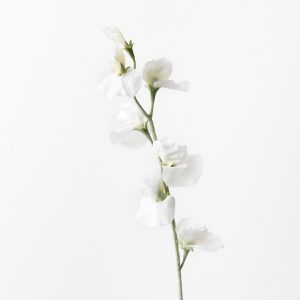 Sweet Pea Spray White 64cml Bring a dash of colour to your interior space with this gorgeous faux sweetpea spray. Easily maintained this beautiful artificial flower spray will bring lasting beauty into your home. Create a one of a kind artificial arrangement mixing this sweetpea with other sprays or place in a decorative vase on its own. For longer lasting faux flower sprays keep out of direct sunlight.