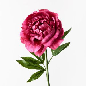 Peony Fuschia 63cml  Bring a dash of colour to your interior space with this gorgeous faux peony stem. Easily maintained this beautiful artificial flower stem will bring lasting beauty into your home. Create a one of a kind artificial arrangement mixing this peony in fuschia with other stems or place in a decorative vase on its own. For longer lasting faux flower stems keep out of direct sunlight.