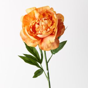 Peony Orange 63cml  Bring a dash of colour to your interior space with this gorgeous faux peony stem. Easily maintained this beautiful artificial flower stem will bring lasting beauty into your home. Create a one of a kind artificial arrangement mixing this peony in orange with other stems or place in a decorative vase on its own. For longer lasting faux flower stems keep out of direct sunlight.