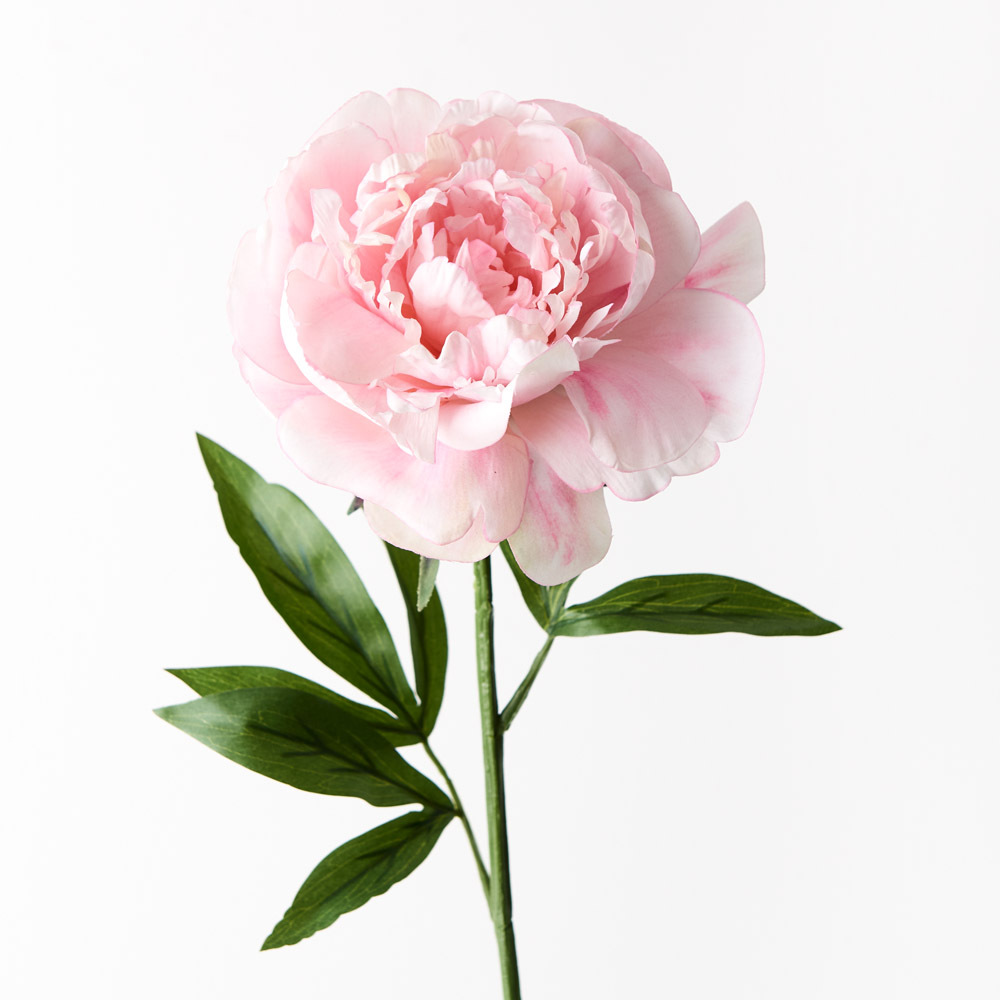 Peony Pink 63cml Bring a dash of colour to your interior space with this gorgeous faux peony stem. Easily maintained this beautiful artificial flower stem will bring lasting beauty into your home. Create a one of a kind artificial arrangement mixing this peony in pink with other stems or place in a decorative vase on its own. For longer lasting faux flower stems keep out of direct sunlight.