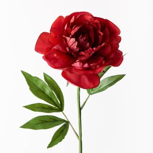 Peony Red 63cml  Bring a dash of colour to your interior space with this gorgeous faux peony stem. Easily maintained this beautiful artificial flower stem will bring lasting beauty into your home. Create a one of a kind artificial arrangement mixing this peony in fuschia with other stems or place in a decorative vase on its own. For longer lasting faux flower stems keep out of direct sunlight.