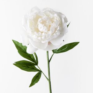 Peony White 63cml  Bring a dash of colour to your interior space with this gorgeous faux peony stem. Easily maintained this beautiful artificial flower stem will bring lasting beauty into your home. Create a one of a kind artificial arrangement mixing this peony in white with other stems or place in a decorative vase on its own. For longer lasting faux flower stems keep out of direct sunlight.