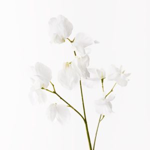Sweet Pea Spray Winter White 60cml #FI9567WW - Each Bring a dash of colour to your interior space with this gorgeous faux sweet pea spray in winter white. Easily maintained this beautiful artificial flower spray will bring lasting beauty into your home. Create a one of a kind artificial arrangement mixing this sweet pea with other sprays or place in a decorative vase on its own. For longer lasting faux flower sprays keep out of direct sunlight.  This artificial sweet pea spray is in our ‘Fresh Touch’ range which means the flower petals and heads have a realistic soft "feel", almost natural.