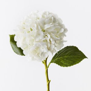 Hydrangea Winter White Fresh Touch 49cml #FI9665WW - Each Bring warmth and vibrancy to your interior space with this gorgeous faux hydrangea. Easily maintained this gorgeous hydrangea flower stem will bring lasting beauty into your home or office space. Create a one of a kind arrangement mixing with other stems or place in a decorative vase on its own. For longer lasting artificial flower stems keep out of direct sunlight.  This artificial hydrangea is in our ‘Fresh Touch’ range which means the flower petals and heads have a realistic soft "feel", almost natural.
