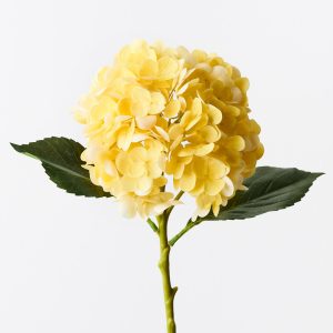 Hydrangea Yellow Fresh Touch 49cml  Bring warmth and vibrancy to your interior space with this gorgeous faux hydrangea. Easily maintained this gorgeous hydrangea flower stem will bring lasting beauty into your home or office space. Create a one of a kind arrangement mixing with other stems or place in a decorative vase on its own. For longer lasting artificial flower stems keep out of direct sunlight.  This artificial hydrangea is in our ‘Fresh Touch’ range which means the flower petals and heads have a realistic soft "feel", almost natural.