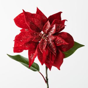 Christmas Poinsettia Stem Velvet Red 71cml #FI9852RD - Each Presenting our Red Velvet Poinsettia for a truly enchanting Christmas. Crafted with luxurious velvet petals and adorned with glitter finishes, each bloom embodies festive elegance, adding a touch of holiday magic to your decor.