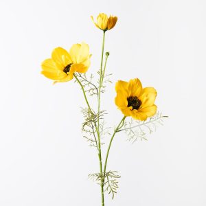 Coreopsis Spray Yellow 76cml  FRESH TOUCH Illuminate any room with the radiant charm of our Yellow artificial Coreopsis Spray. Each lifelike blossom captures the essence of summer's golden hues. Bring warmth and joy to your décor with this exquisite botanical creation.